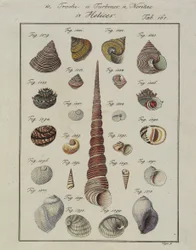 Conchas marinas: Trochi, Turbines, Neritae Helices, de Neues Systematisches Conchylien-Cabinet, 1784