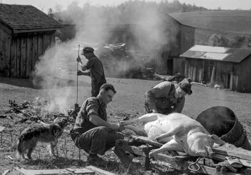 Unos hombres preparan un cerdo sacrificado para asarlo en el corral de una granja, Virginia Occidental