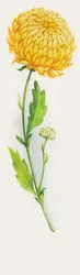 Flor de crisantemo, dibujo