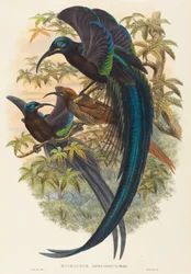 Epimachus speciosus (Ave del paraíso de pico curvo)
