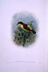 Loboparadisea serica, Ave del Paraíso de Pico de Agua (litografía en color)