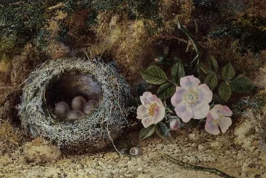 Nido de pájaro y rosas silvestres