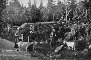 Cría de cabras en Dalarna, Suecia, 1908-1909