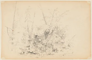 Boceto de Plantas Silvestres