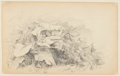 Estudio de hierba y plantas