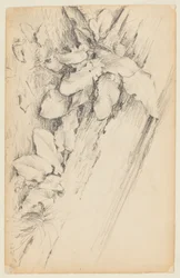 Estudio de plantas y tronco de árbol podrido, Calle 155