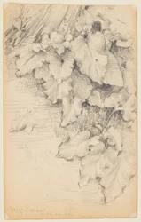 Estudio de plantas al borde del agua, High Bridge