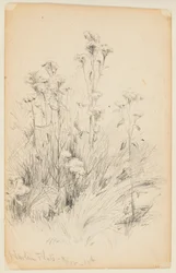 Estudio de Cardos y Hierba, Harlem Flats