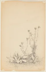 Estudio de Plantas Silvestres