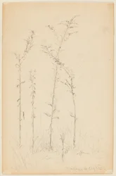 Estudio de plantas silvestres, Fordham Heights