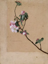 Flor de manzano