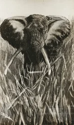 Elefante africano