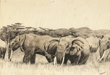 Elefantes africanos (tinta)