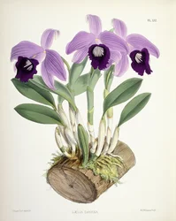 Laelia Dayana, c.1882-1897