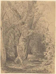 Árbol y follaje