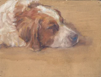 cabeza de perro (estudio)