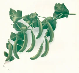 Guisantes verdes