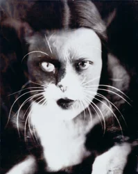 El gato y yo
