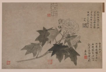 Hibisco, 1347
