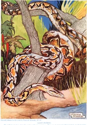 Pitón gigante, ilustración de 