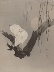 Garzas en un árbol de noche