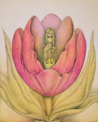 El tulipán estalla con un estallido
