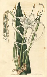 Lirio araña, narciso marino, lirio marino - Lirio araña de playa, Hymenocallis littoralis (Pancratium de hojas en abanico, Pancratium distichum). Grabado botánico coloreado a mano por Weddell, tomado de la revista Curtis