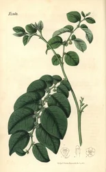 Breynia fruticosa (filanto de hojas brillantes, Phyllanthus turbinatus). Grabado botánico coloreado a mano por Weddell, tomado de la revista Curtis