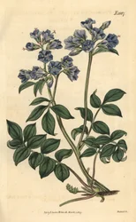 Polemoine rastrera - Valeriana griega rastrera, Polemonium reptans. Grabado botánico coloreado a mano por Weddell, tomado de la revista Curtis