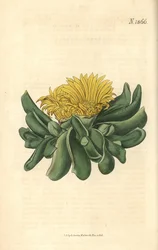Ficoide - Fig-marigold de lengua deprimida, Mesembryanthemum depressum. Grabado botánico coloreado a mano por Weddell, tomado de la revista Curtis