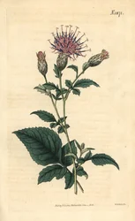 Sarrette de cinco hojas - Klasea quinquefolia (Serratula quinquefolia). Grabado botánico coloreado a mano por Weddell, tomado de la revista Curtis