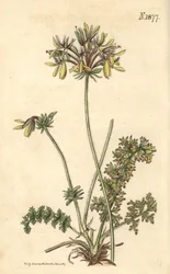 Floristas Geranio - Geranio amarillo con flores de fumaria, Pelargonium rapaceum var. luteum. Grabado botánico coloreado a mano por Weddell, tomado de la revista Curtis