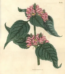 Galane de Lyon - Chelone de Lyon, Chelone lyonii (Chelone major). Grabado botánico coloreado a mano por Weddell, tomado de la revista Curtis
