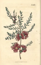 Melaleuca con hoja de tomillo - melaleuca de hoja de tomillo, Melaleuca thymifolia. Grabado botánico coloreado a mano por Weddell, tomado de la revista Curtis
