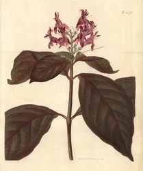 Leche de la Virgen - Planta caricaturesca, Graptophyllum pictum (Justicia de venas sangrientas, Justicia picta lurido-sanguinea). Grabado botánico coloreado a mano por Weddell, tomado de la revista Curtis