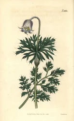 Flor de pradera de flor pálida, Anemone pratensis obsoleta. Grabado botánico coloreado a mano por Weddell, tomado de la revista Curtis
