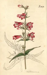 Penstemon campanulatus, flor
