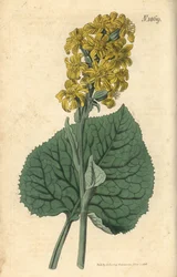 Ligular siberiana - Ligularia sibirica (Cineraria siberiana, Cineraria sibirica). Grabado botánico coloreado a mano por Weddell, tomado de la revista Curtis