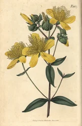 Hierba de San Juan - Hierba de San Juan olímpica, Hypericum olympicum (Hierba de San Juan olímpica de hoja ancha, Hypericum olympicum latifolium). Grabado botánico coloreado a mano por Weddell, tomado de la revista Curtis