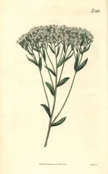 Stevia - Stevia de hojas de hisopo, Stevia eupatoria (Stevia hyssopifolia). Grabado botánico coloreado a mano por Weddell, tomado de la revista Curtis