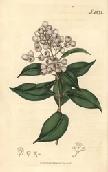 Syzygium smithii (Eugenia de fruto redondo, Eugenia elliptica). Grabado botánico coloreado a mano por Weddell, tomado de la revista Curtis