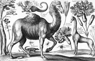 Animalium, Ferarum et Bestiarum, grabado por David Loggan