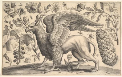 Un grifo, 1625-77