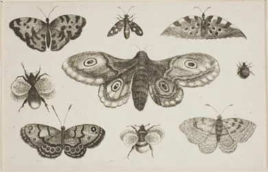 Una polilla, mariposas y abejas