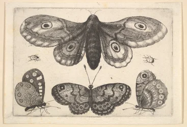 Una polilla, tres mariposas y dos escarabajos