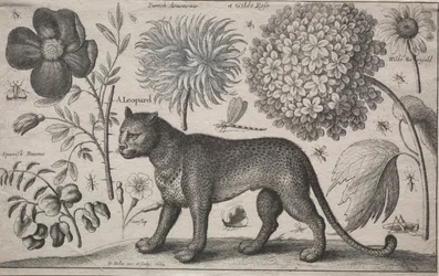 Animales y Plantas: Leopardo con Plantas e Insectos, 1662
