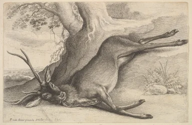 Ciervo muerto, 1646