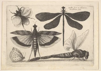 Libélulas y un abejorro, 1646