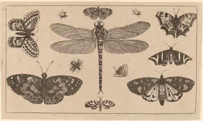 Libélula, mariquitas y mariposas