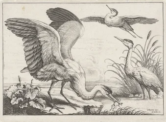 tres garzas Especies de Diversae avium (título de la serie) Aves diferentes (título de la serie)